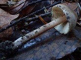 Inocybe assimilata image