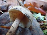 Inocybe assimilata image