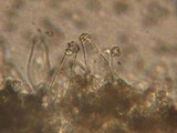 Inocybe assimilata image