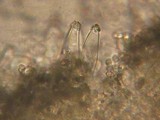 Inocybe assimilata image