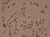 Inocybe assimilata image