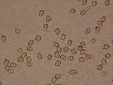 Inocybe assimilata image