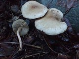 Inocybe sindonia image
