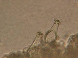 Inocybe sindonia image