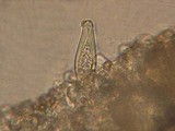 Inocybe sindonia image