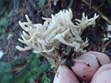 Clavulina coralloides image