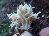 Clavulina coralloides image