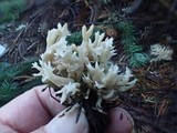 Clavulina coralloides image