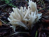Clavulina coralloides image