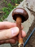 Chroogomphus vinicolor image
