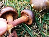 Chroogomphus vinicolor image