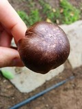 Chroogomphus vinicolor image