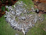 Pseudocyphellaria argyracea image