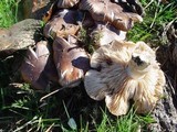 Tricholoma pessundatum image