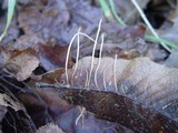 Macrotyphula juncea image