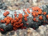 Peniophora rufa image
