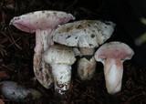 Agaricus vinaceovirens image