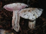 Agaricus vinaceovirens image