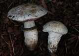 Agaricus vinaceovirens image