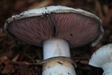 Agaricus vinaceovirens image