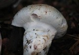 Agaricus vinaceovirens image