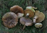 Suillus bellinii image