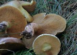 Suillus bellinii image