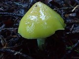 Hygrocybe acutoconica image