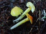 Hygrocybe acutoconica image