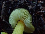 Hygrocybe acutoconica image