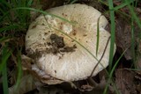 Russula crustosa image