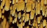 Pirex concentricus image