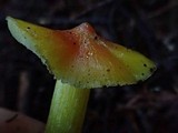 Hygrocybe acutoconica image
