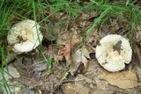 Russula crustosa image
