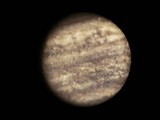 Torula herbarum image