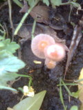Parasola plicatilis image
