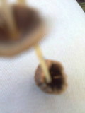 Parasola plicatilis image