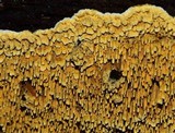 Pirex concentricus image
