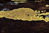 Pirex concentricus image