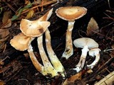 Armillaria gallica image