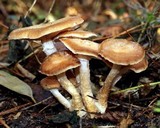 Armillaria gallica image
