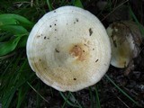 Lactarius maculatipes image
