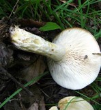 Lactarius maculatipes image