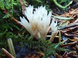 Aphelaria tuberosa image