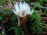 Aphelaria tuberosa image