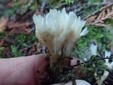 Aphelaria tuberosa image