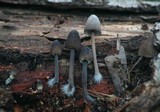 Mycena abramsii image