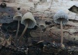 Mycena abramsii image