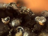 Craterium leucocephalum var. leucocephalum image