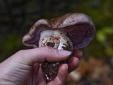 Cortinarius purpurascens image